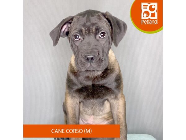 [#2349] Fawn Male Cane Corso Puppies For Sale