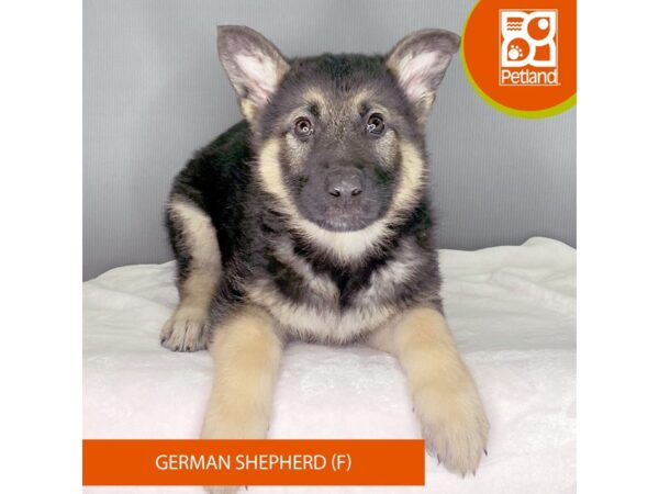 [#2402] Black / Tan Female German Shepherd Dog Puppies For Sale