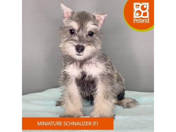 [#2401] Black Male Miniature Schnauzer Puppies For Sale