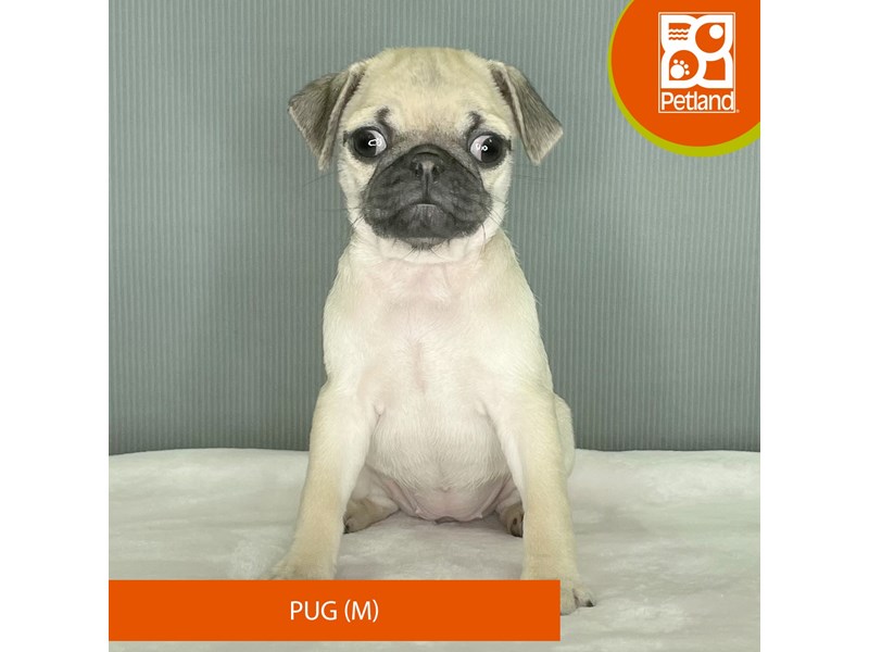 Pug - 2472 Image #1