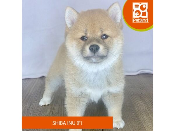 Shiba Inu – 2490