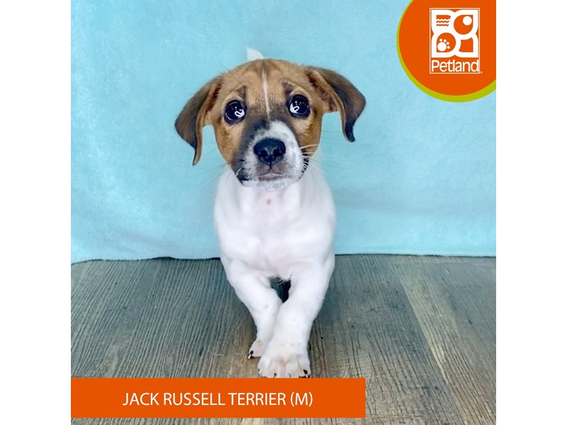 Jack Russell Terrier - 2485 Image #1