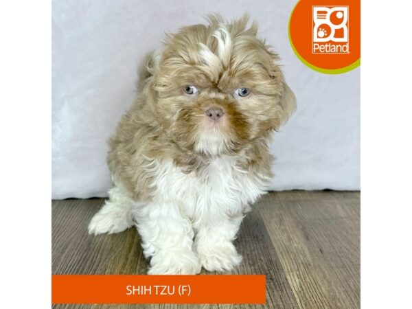 Shih Tzu – 2504