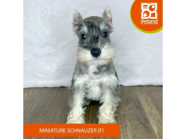 Miniature Schnauzer – 2503