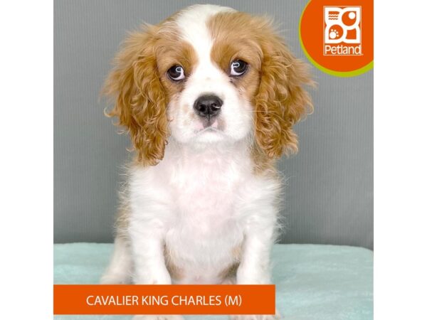 Cavalier King Charles Spaniel – 2454