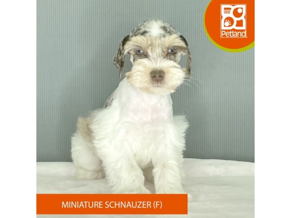 Miniature Schnauzer – 2477