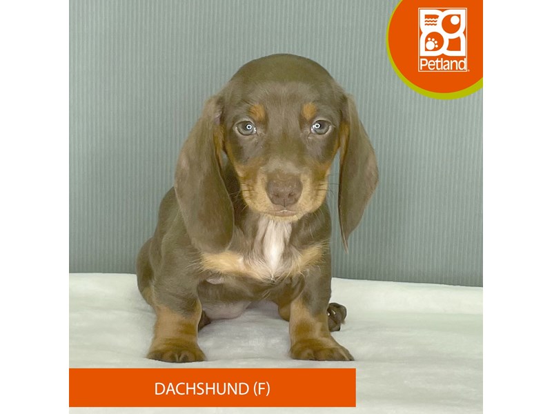 Dachshund - 2474 Image #1