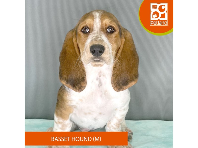 Basset Hound - 2470 Image #1