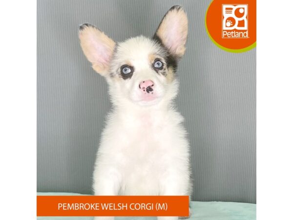 Pembroke Welsh Corgi – 2469