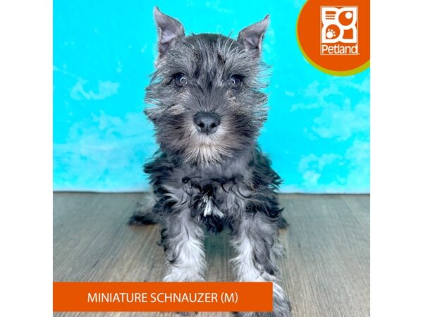 Miniature Schnauzer – 2497