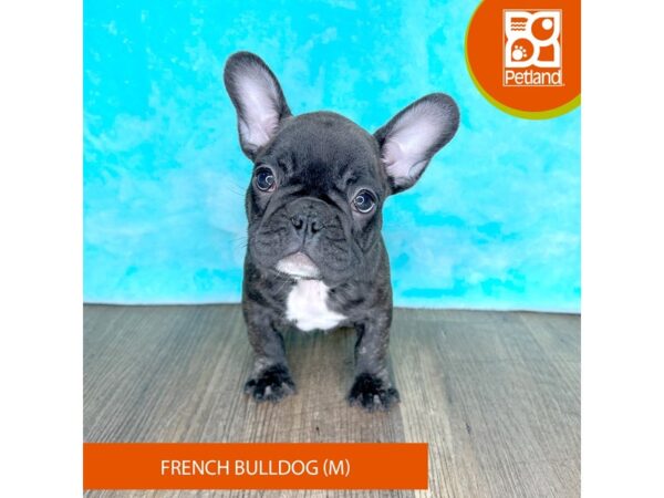 French Bulldog – 2500
