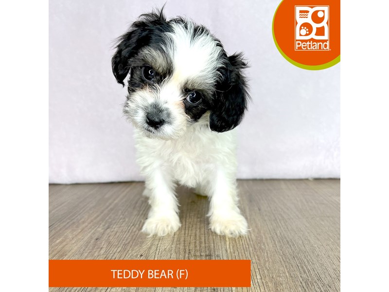 Teddy Bear - 2495 Image #1