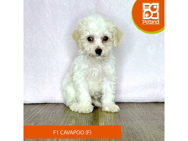 Cavapoo F1 - 2493 Image #1
