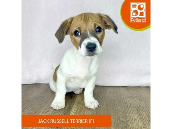 Jack Russell Terrier – 2484