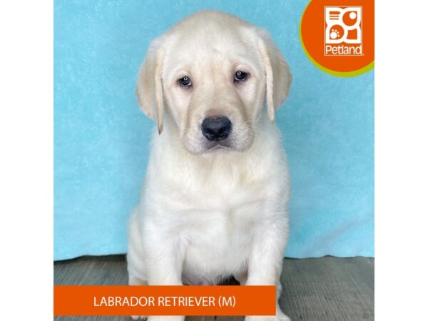 Labrador Retriever – 2508