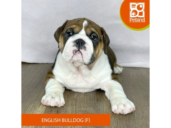 English Bulldog – 2510