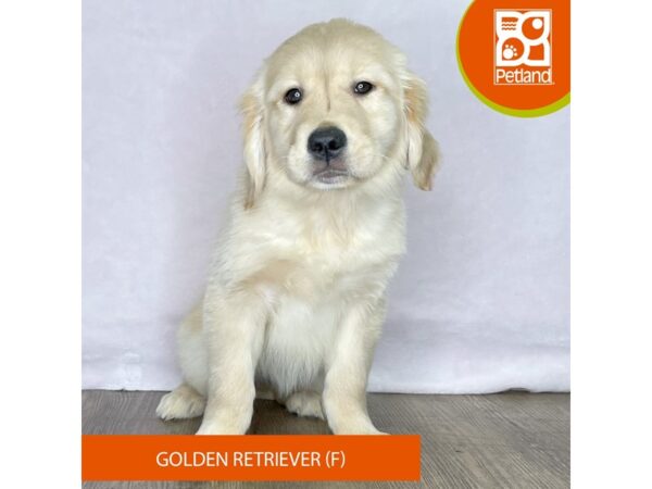 Golden Retriever – 2511