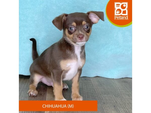 Chihuahua – 2513