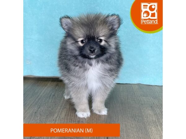 Pomeranian – 2514