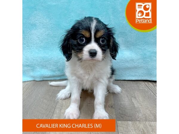 Cavalier King Charles Spaniel – 2634