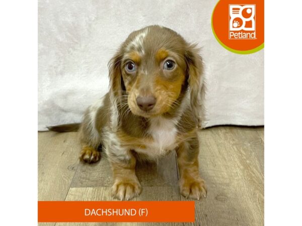 Dachshund – 2646