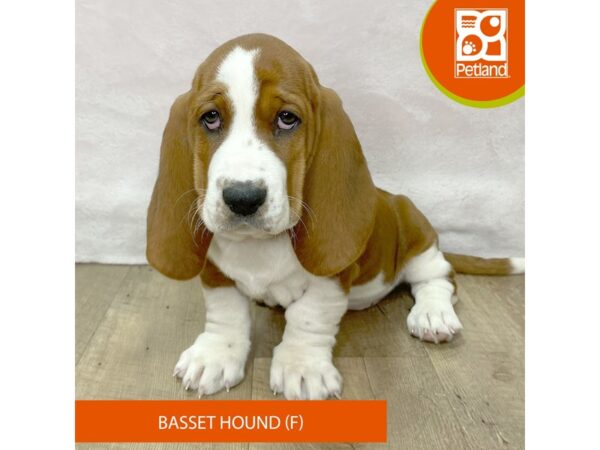 Basset Hound – 2667