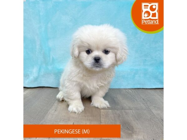 Pekingese – 2666