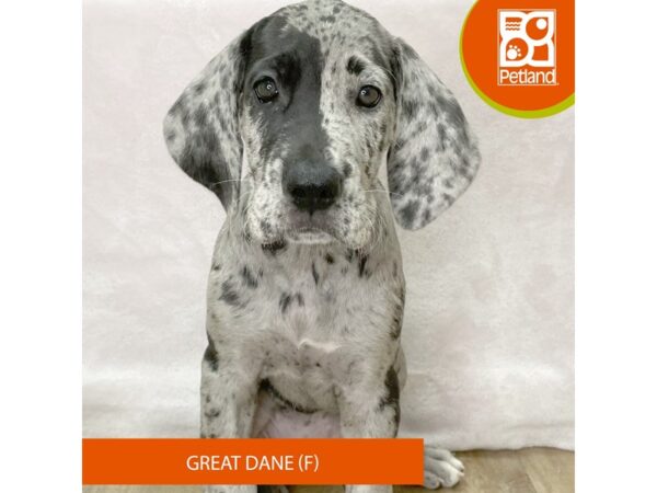 Great Dane – 2647