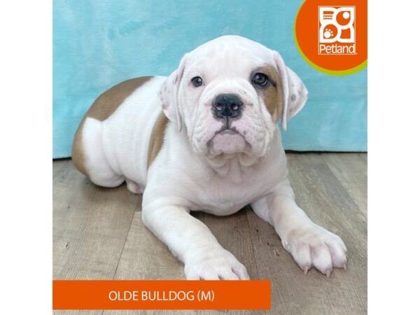Olde Bulldog – 2660