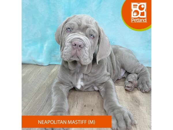 Neapolitan Mastiff – 2651