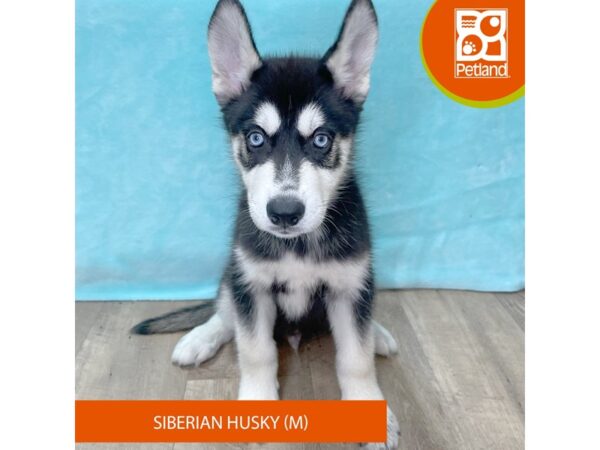 Siberian Husky – 2657