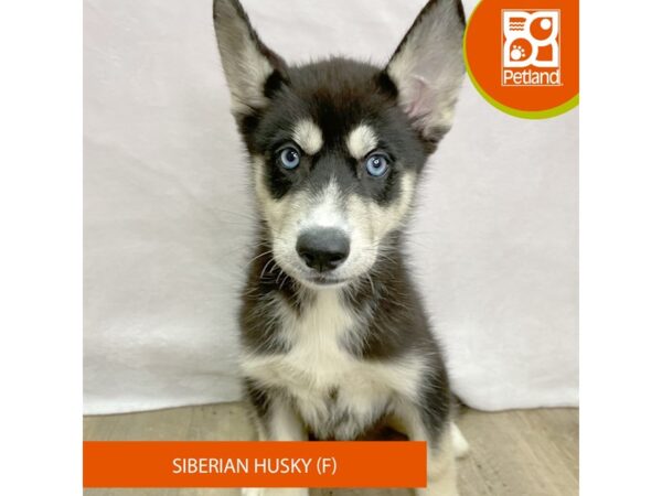 Siberian Husky – 2656