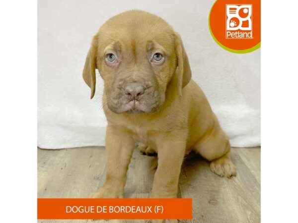 Dogue De Bordeaux – 2654