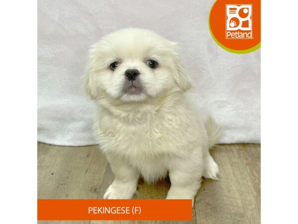 Pekingese – 2653