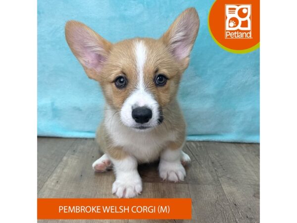 Pembroke Welsh Corgi – 2682