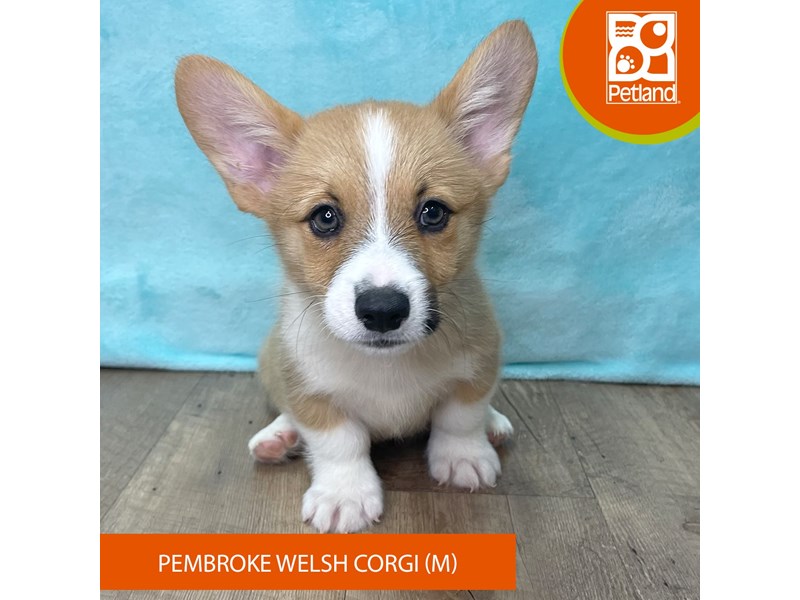 Pembroke Welsh Corgi - 2682 Image #1