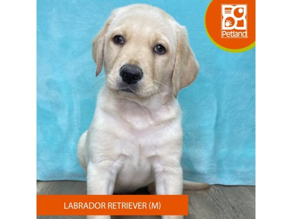 Labrador Retriever – 2681