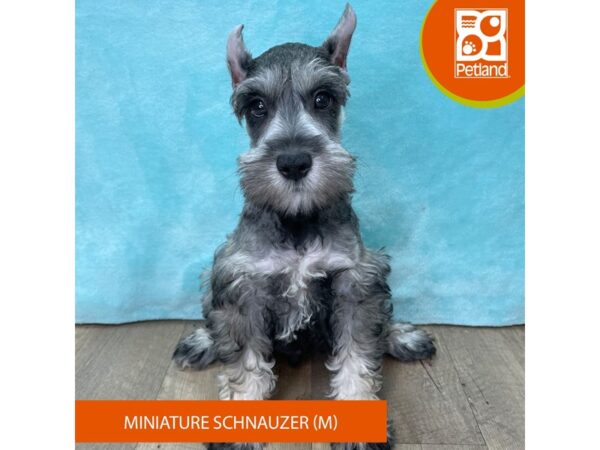 Miniature Schnauzer – 2680