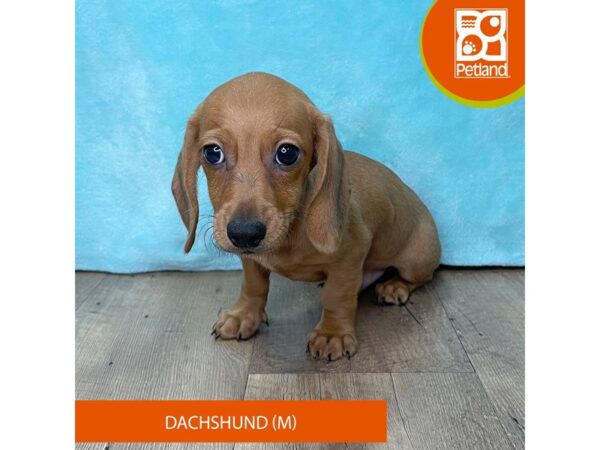 Dachshund – 2679