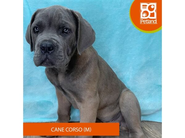 Cane Corso – 2677