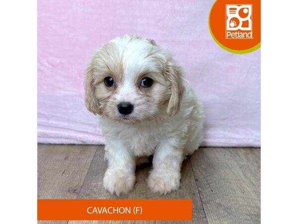 Cavachon – 2700