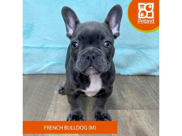 French Bulldog – 2697