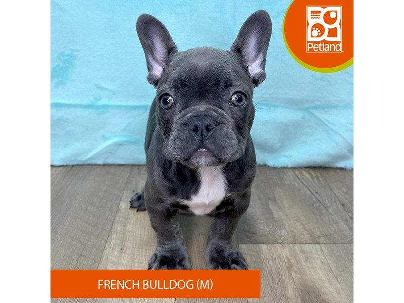 French Bulldog - 2697 Image #1