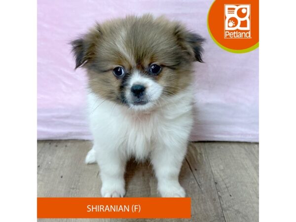 Shiranian – 2696