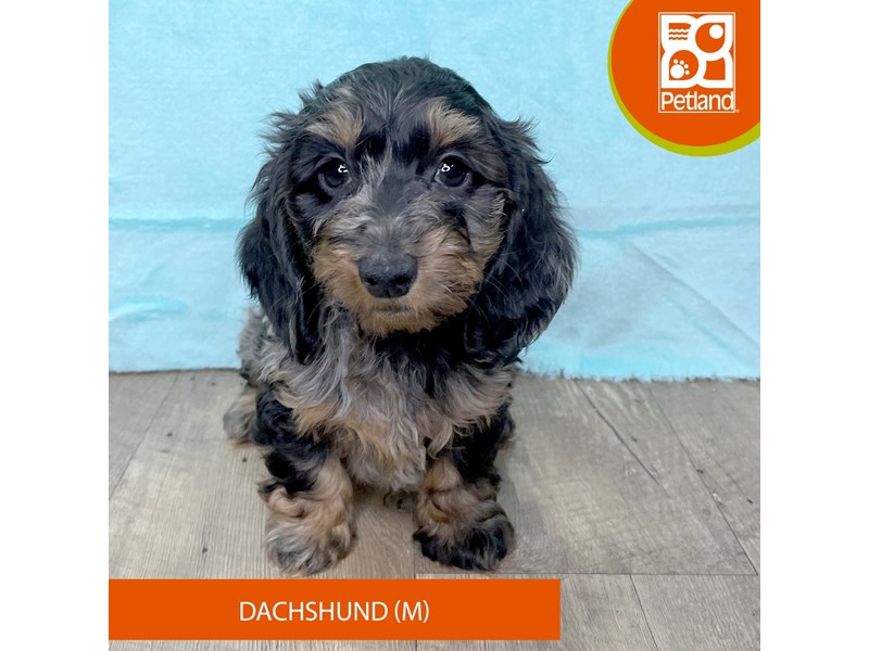 Dachshund - 2694 Image #1