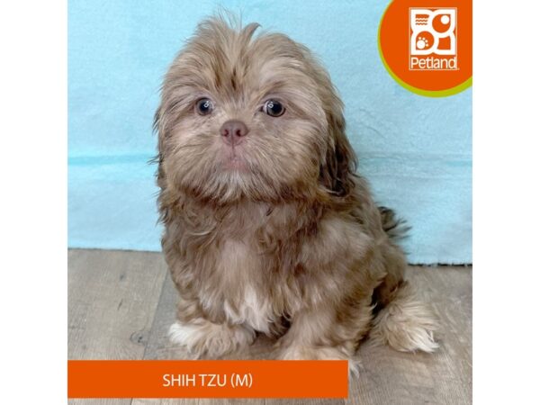 Shih Tzu – 2693