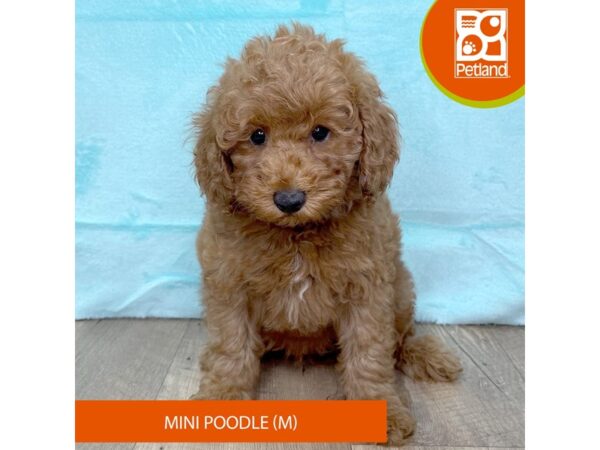 Poodle Mini – 2691