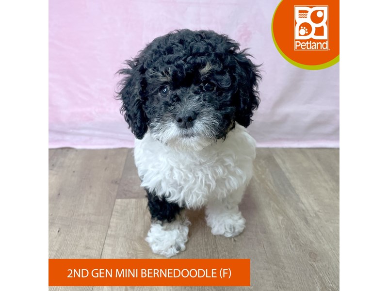Bernedoodle Mini 2nd Gen - 2686 Image #1