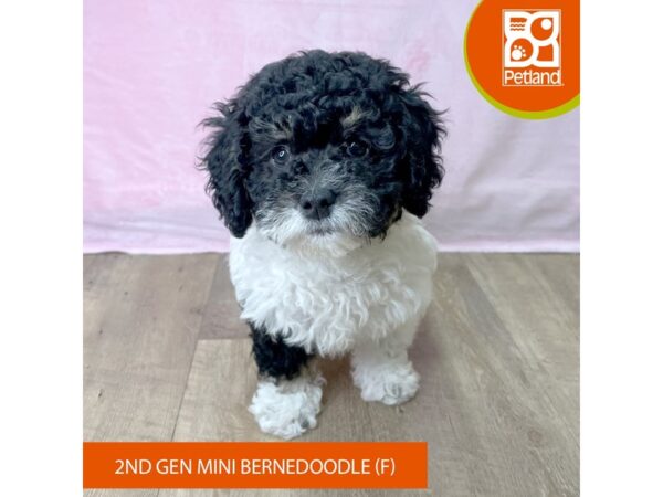 Bernedoodle Mini 2nd Gen – 2686