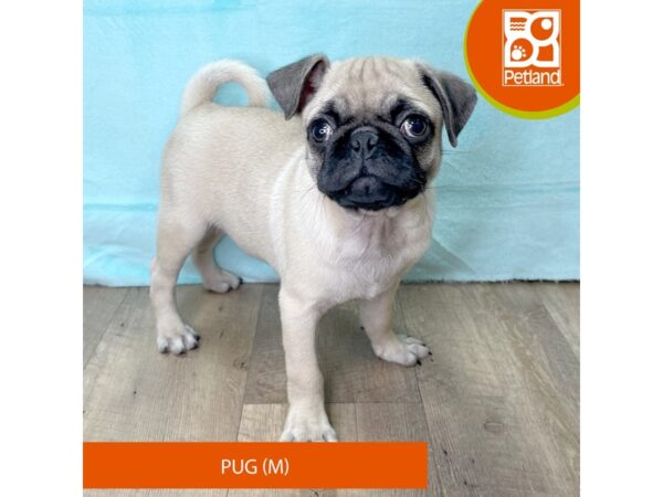 Pug – 2685